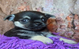 Chihuahua dogs for sale: CHIHUAHUA PUPPY  - Advert 7