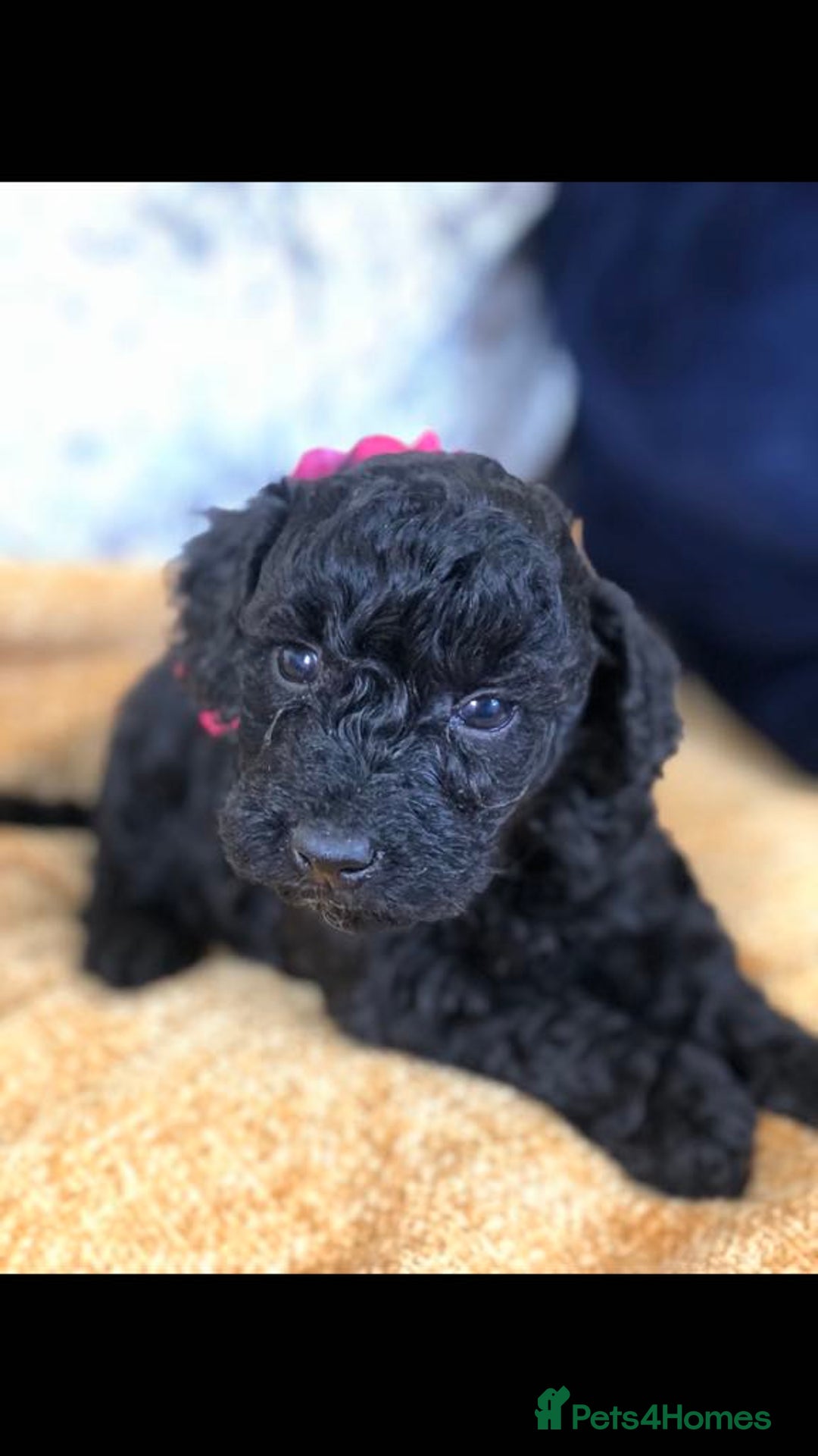 Miniature Poodle dogs for stud: Teddy boy kc registered poodle  in Carlisle - Advert 9