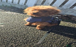 Labradoodle dogs for sale: Stunning little girl available  - Advert 4