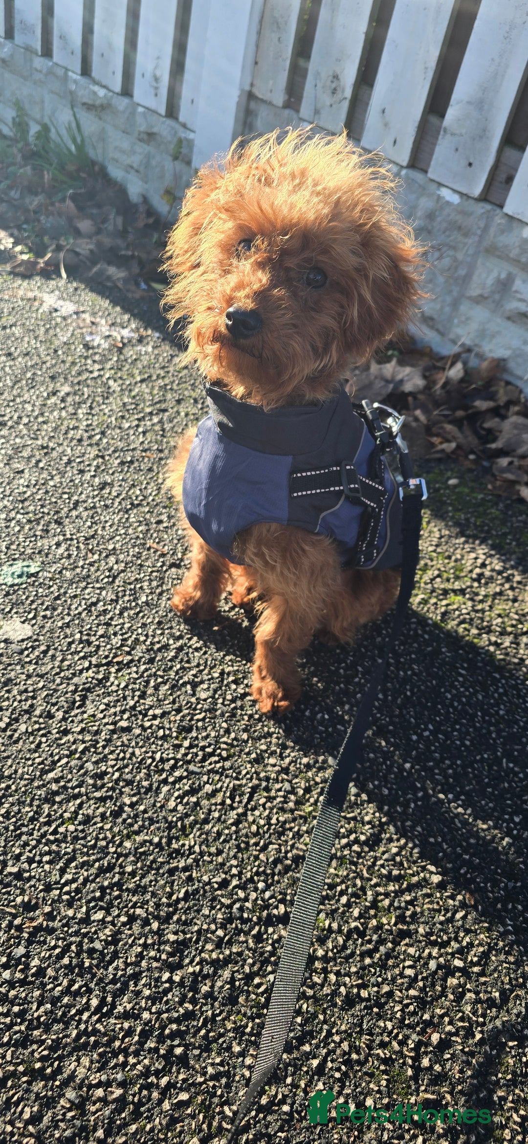 Labradoodle dogs for sale: Stunning little girl available  - Advert 4