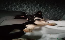Mixed Breed dogs for sale: Puppy - Image 2