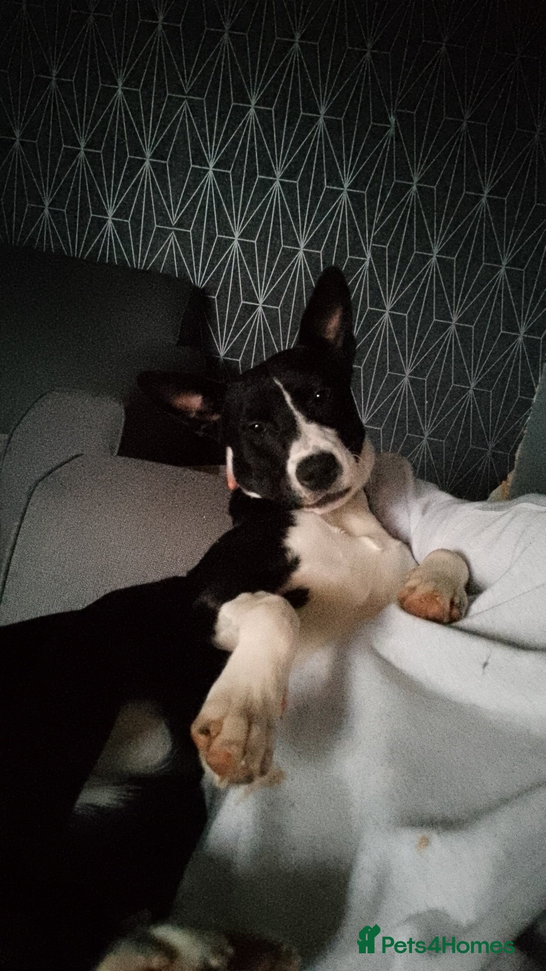 Mixed Breed dogs for sale: Puppy - Image 2