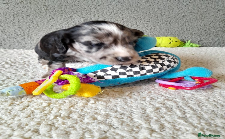 Sprocker dogs - Advert 1