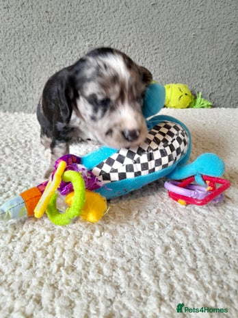 Sprocker dogs - Advert 16