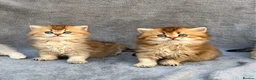 British Longhair cats for sale: Pedigree British longhair golden chocolate lilac - Advert 2