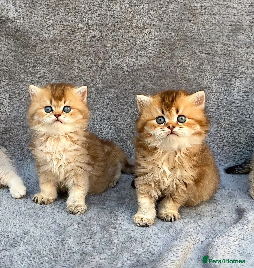 British Longhair cats for sale: Pedigree British longhair golden chocolate lilac - Advert 2