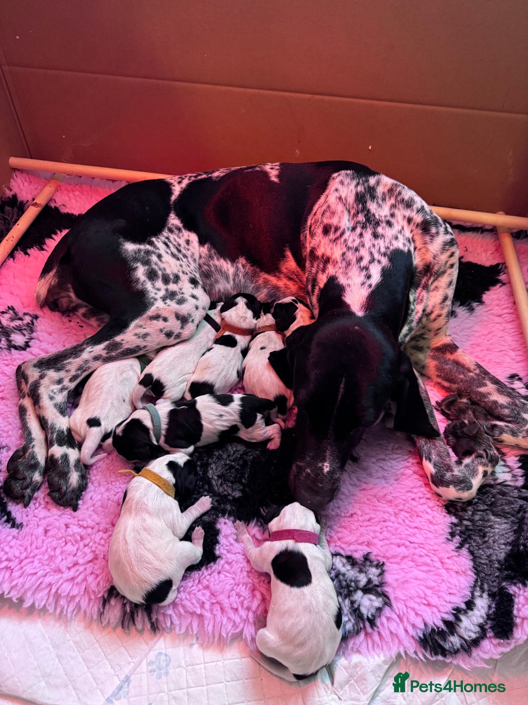 Braque D’Auvergne dogs for sale: Super litter of Braque d’Auvergne - Advert 1