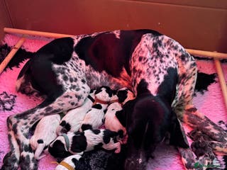 Braque D’Auvergne dogs Super litter of Braque d’Auvergne - Advert 13