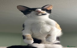 Cornish Rex cats for sale: 🐾 last Girl Left – BSH x Cornish Rex Kitten 🐾 in London - Image 3