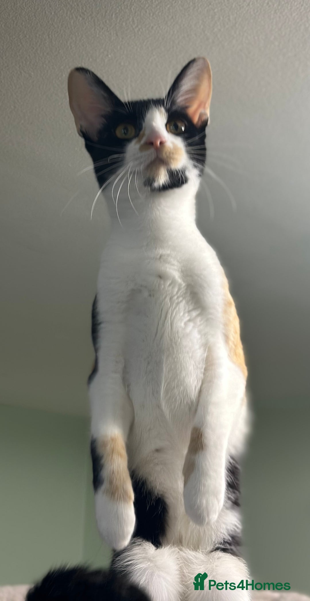 Cornish Rex cats for sale: 🐾 last Girl Left – BSH x Cornish Rex Kitten 🐾 in London - Image 3