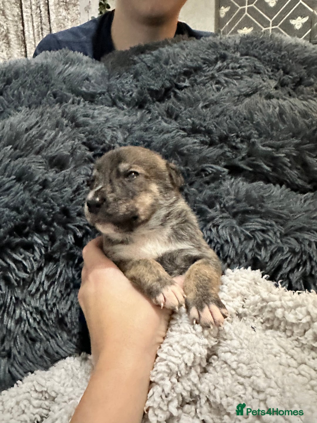Mixed Breed dogs for sale: Husky staffy cross puppy - Advert 35