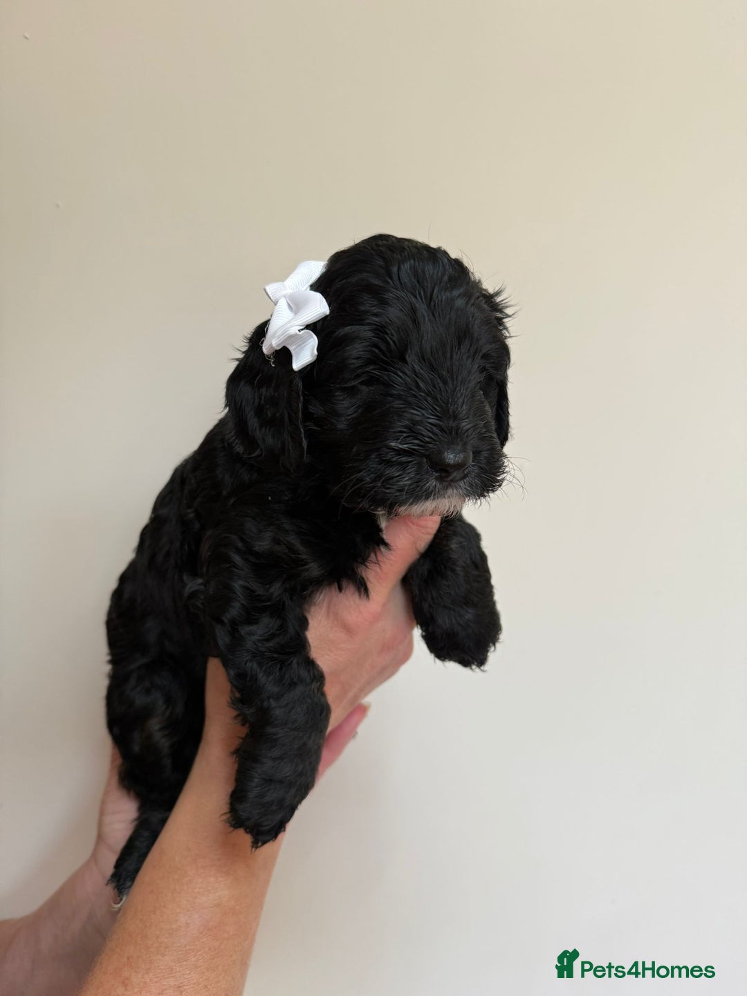Cockapoo dogs for sale: F1 Cockerpoo's  - Image 12