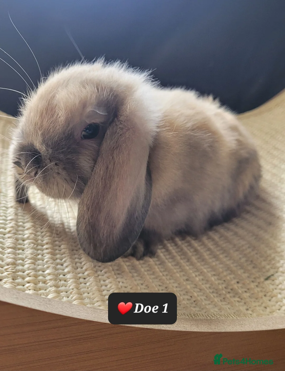 Mini Lop rabbits for sale: Pure mini lops  - Advert 2