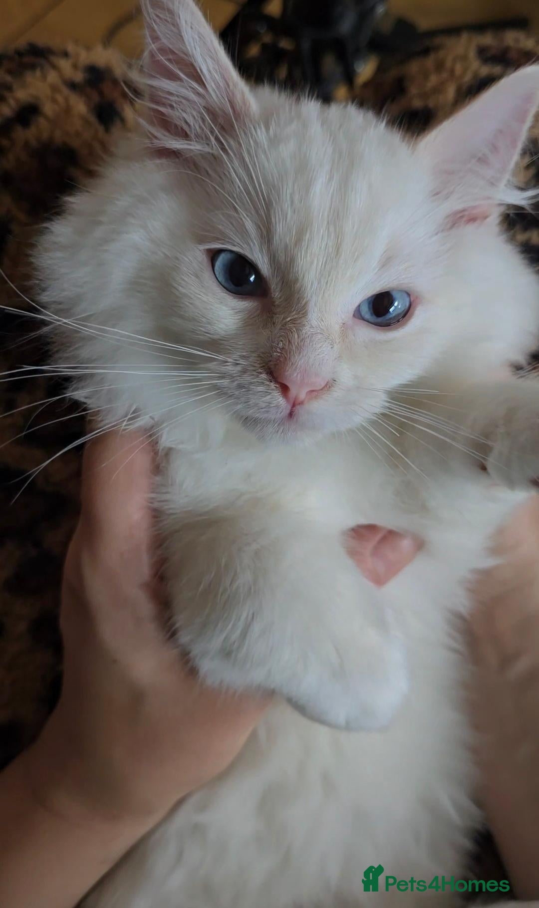 Ragdoll cats Flame Point Ragdoll Boy Last Available  - Advert 1