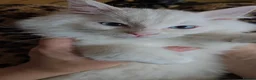 Ragdoll cats for sale: Flame Point Ragdoll Boy Last Available  - Advert 9