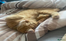 Mixed Breed cats for sale: Female Ginger 4years old  - Advert 6