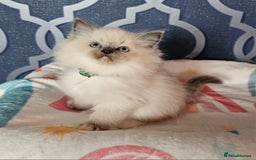 Ragdoll cats for sale: 🏆 CHAMPION FATHER 🏆GCCF REGISTERED KITTENS  - Image 21