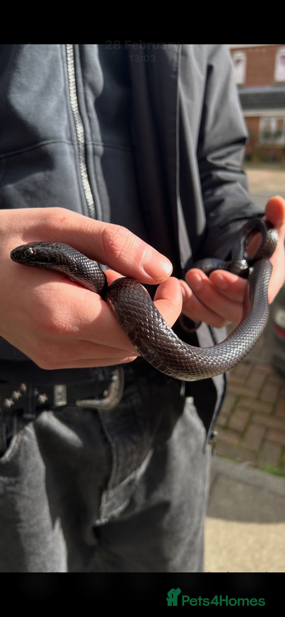King Snake reptiles Black Mexican King Snake 🐍  - Advert 1