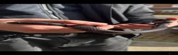 King Snake reptiles for sale: Black Mexican King Snake 🐍  in Southampton - Advert 1
