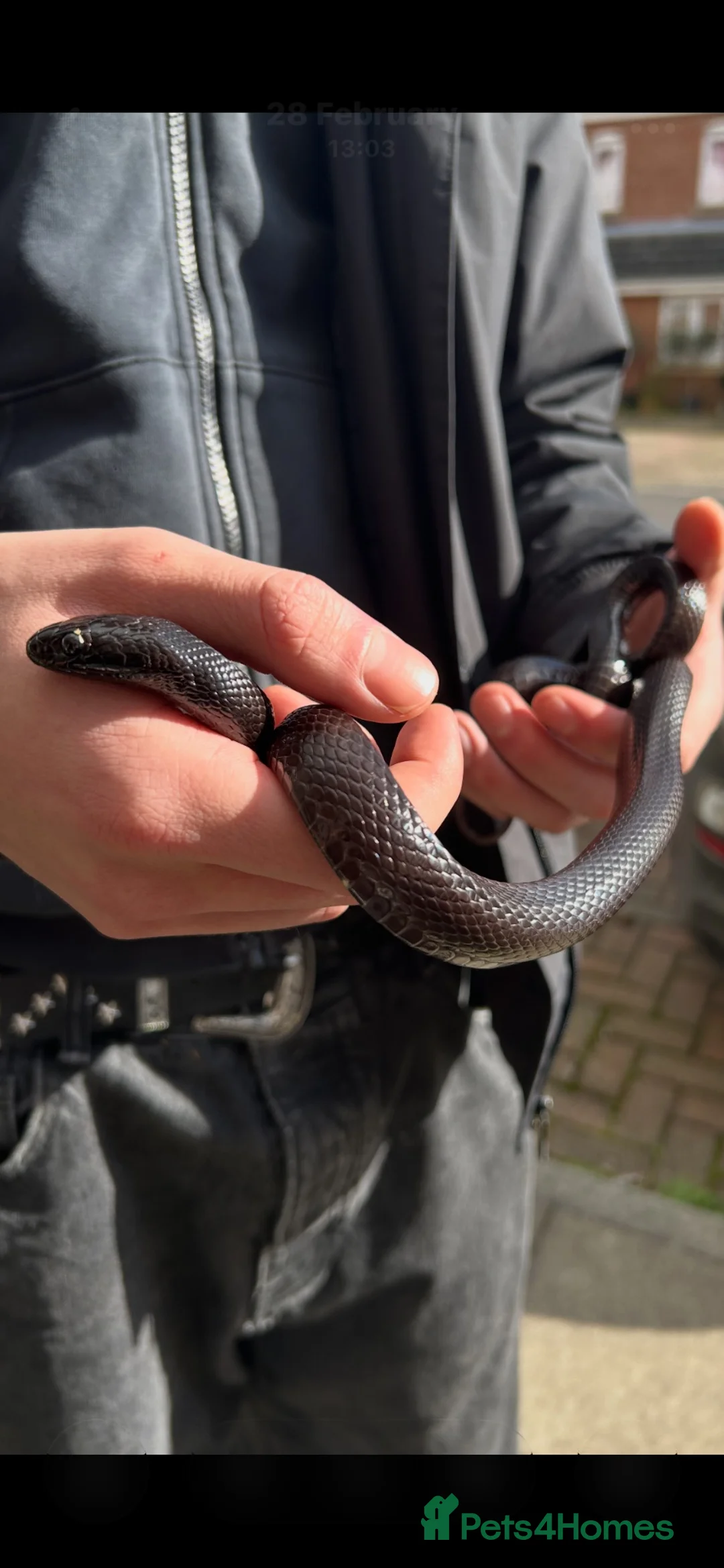 King Snake reptiles for sale: Black Mexican King Snake 🐍  in Southampton - Advert 1