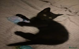 Mixed Breed cats for sale: beautiful baby boy kitten  - Image 1