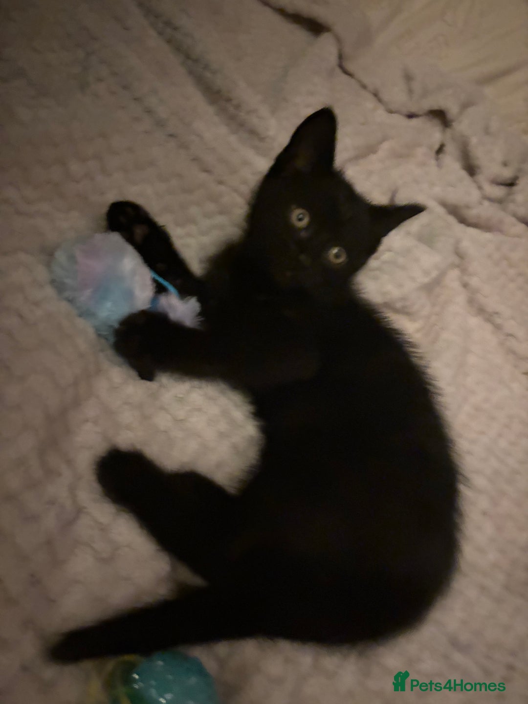 Mixed Breed cats for sale: beautiful baby boy kitten  - Image 1