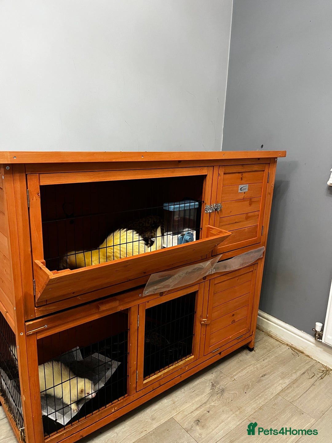 Ferret rodents for sale: 2 ferrets looking for a new home. - Advert 5