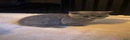 British Shorthair cats for sale: 3 British Shorthair Kittens For Sale - Advert 8