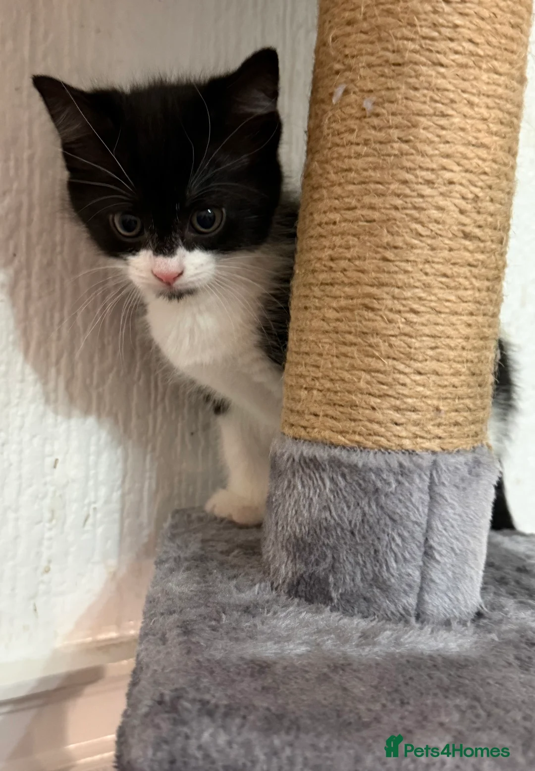 British Shorthair cats for sale: Cute kittens for sale - Advert 7