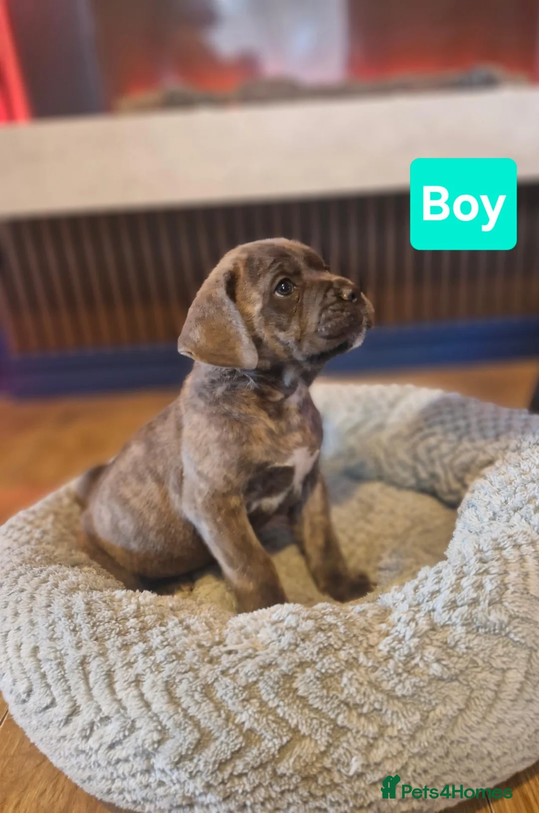 Cane Corso dogs for sale: Stunning cane corso pups - Advert 1