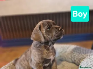 Cane Corso dogs Stunning cane corso pups - Advert 1