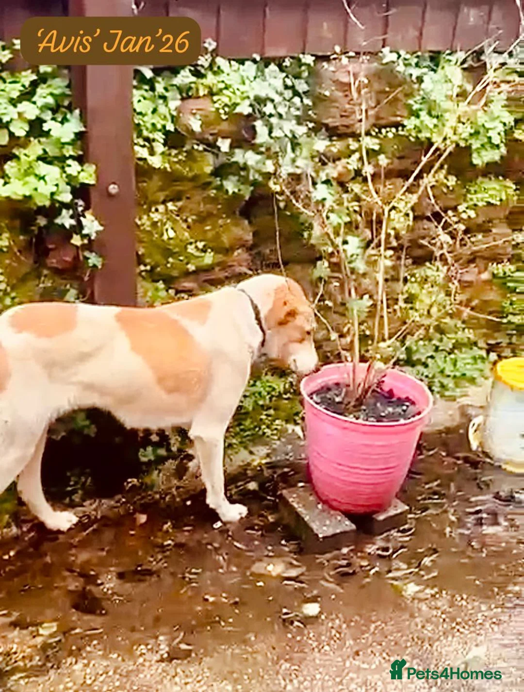 Mixed Breed dogs for adoption: Avis- 20 months - Available Devon area 🇬🇧🇬🇧 - Advert 2