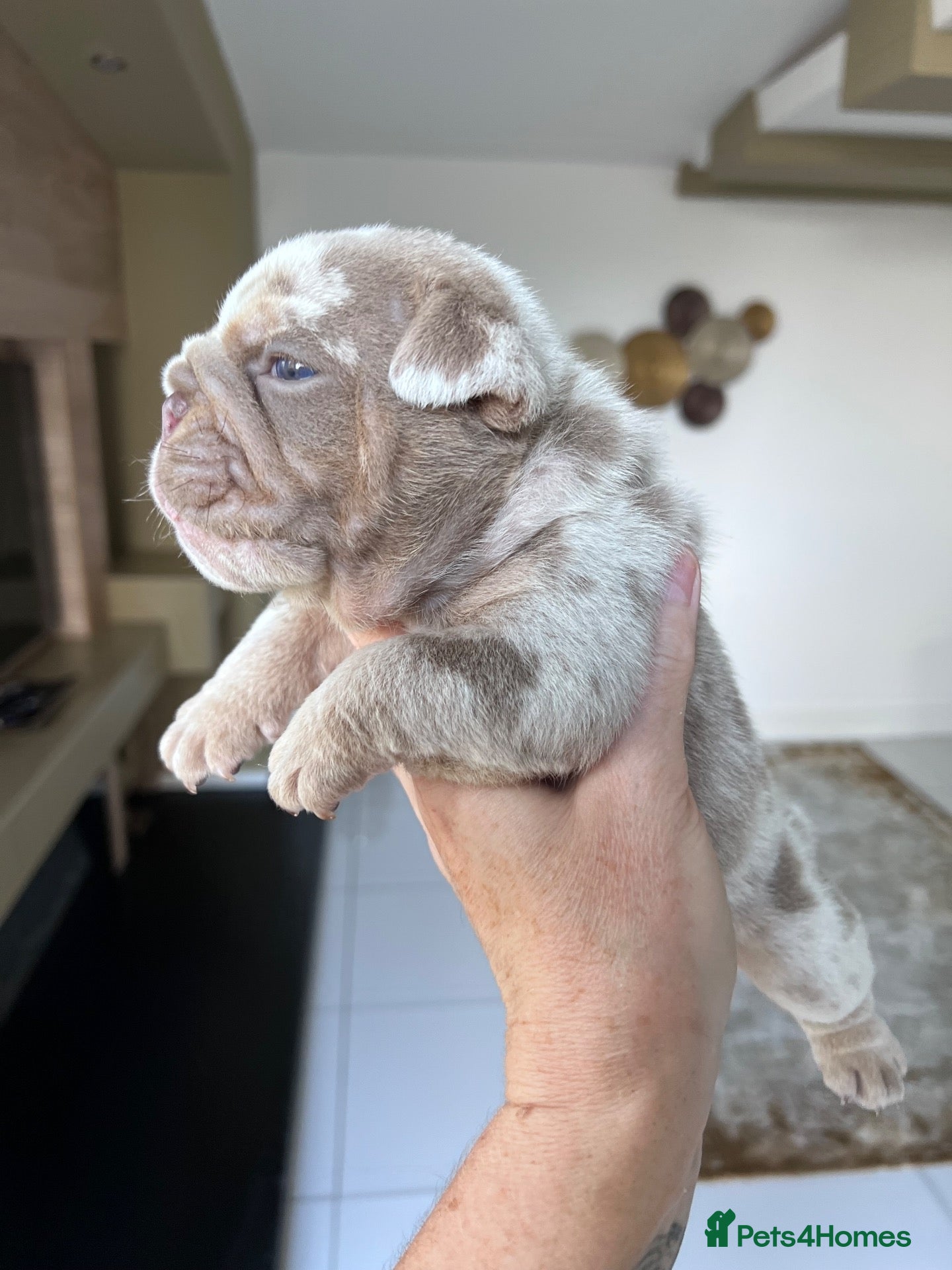 English Bulldog dogs Exceptional English Bulldog Puppies - Advert 1