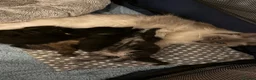 Ragdoll cats for sale: Ragdoll X, litter of 5🐾 - Advert 15