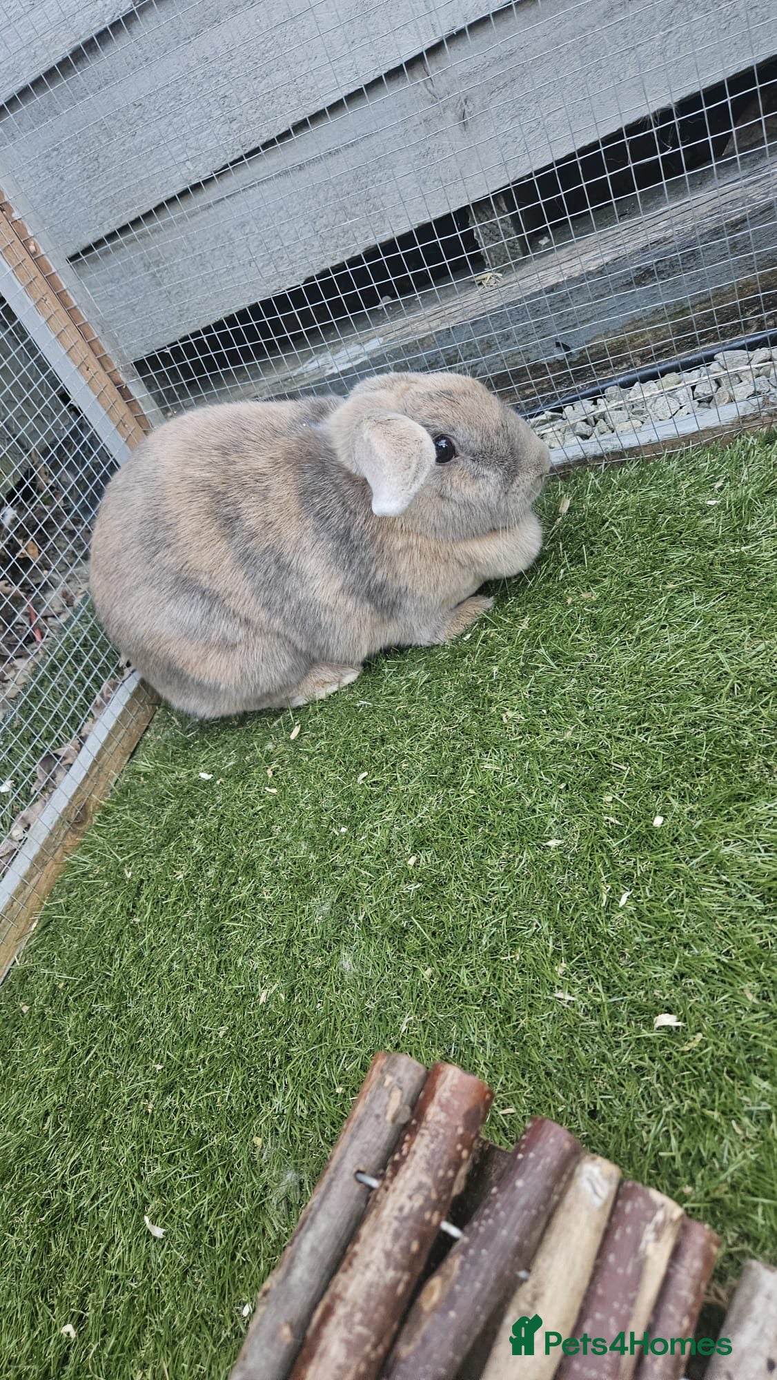 Mixed Breed rabbits Lilo and stitch  - Advert 1