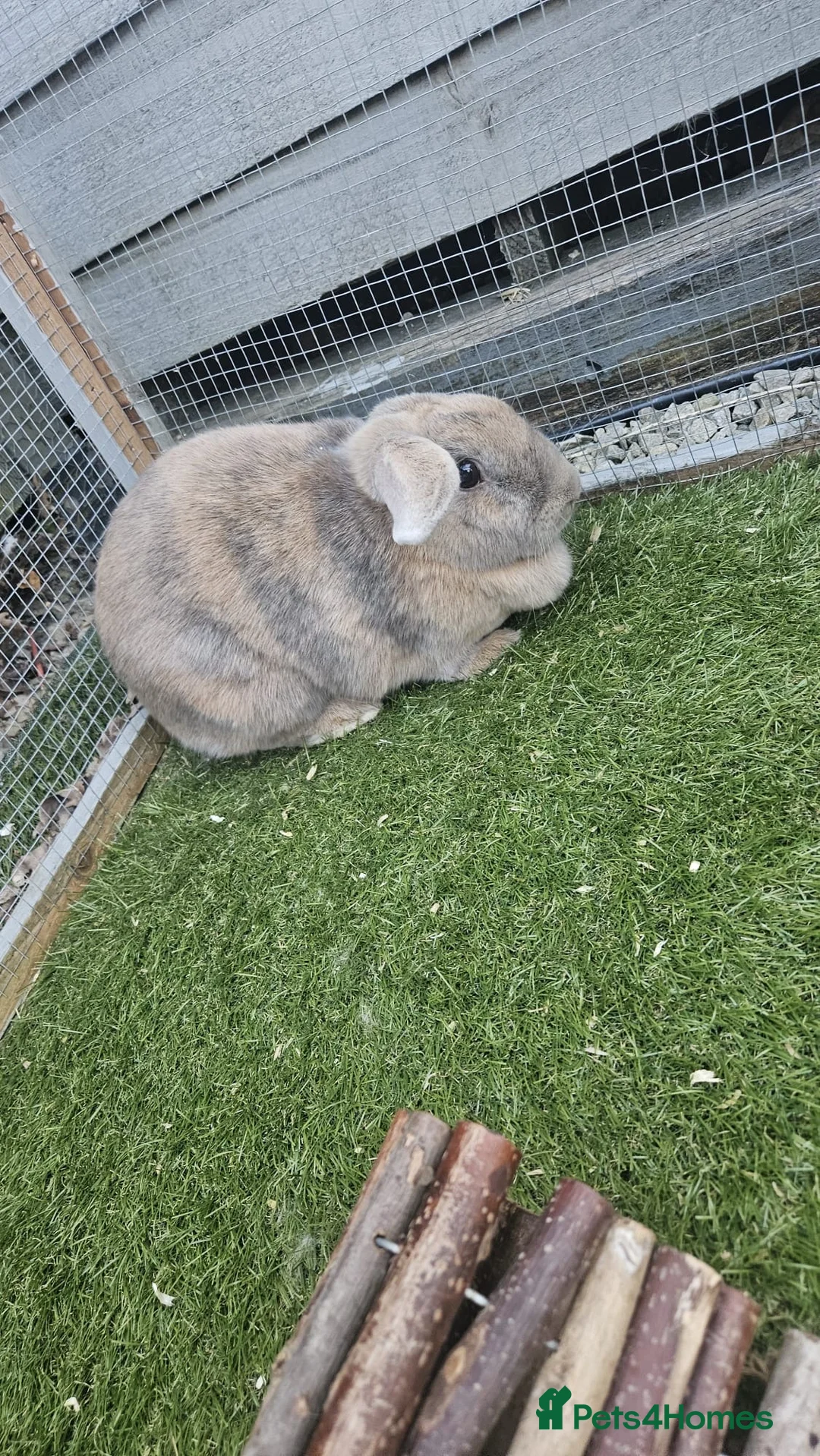 Mixed Breed rabbits for sale: Lilo and stitch  in Maidstone - Advert 1