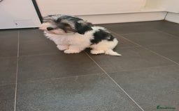 Mixed Breed dogs for sale: Pomapoo x shihpoo 10 weeks old boy - Image 1