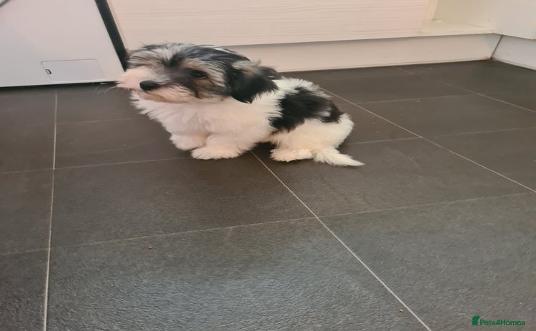 Mixed Breed dogs - Advert 2