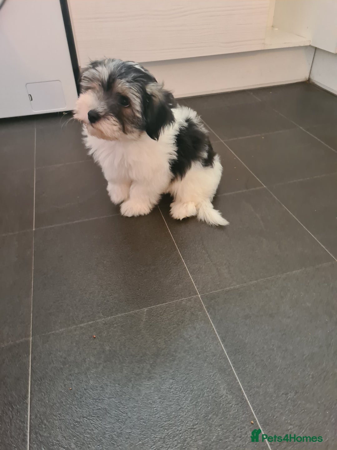 Mixed Breed dogs for sale: Pomapoo x shihpoo 10 weeks old boy - Image 1