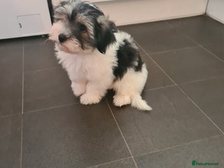 Mixed Breed dogs - Advert 1