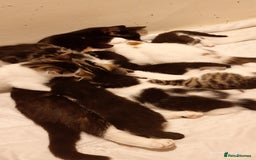 Domestic Shorthair cats for sale: Sweet Kittens *ready now* - Image 19