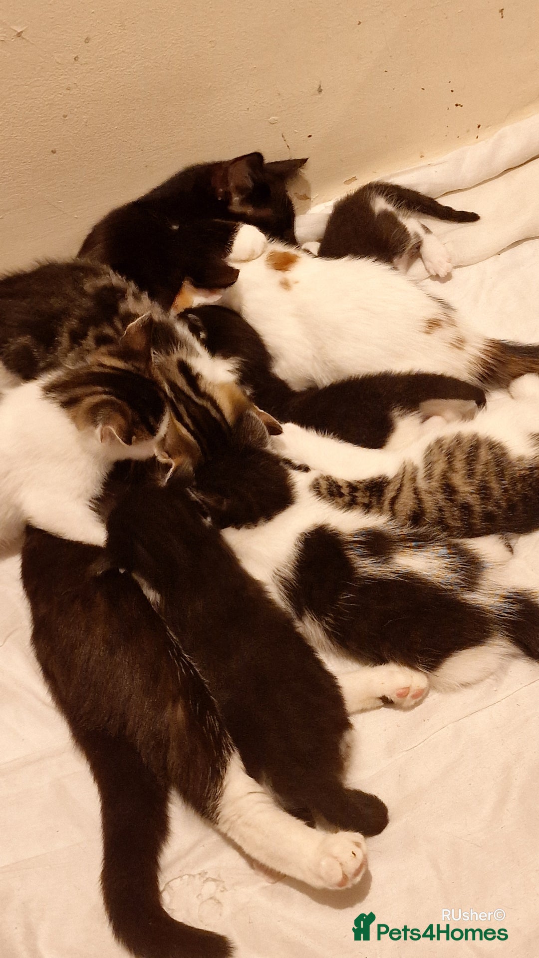 Domestic Shorthair cats for sale: Sweet Kittens *ready now* - Image 19