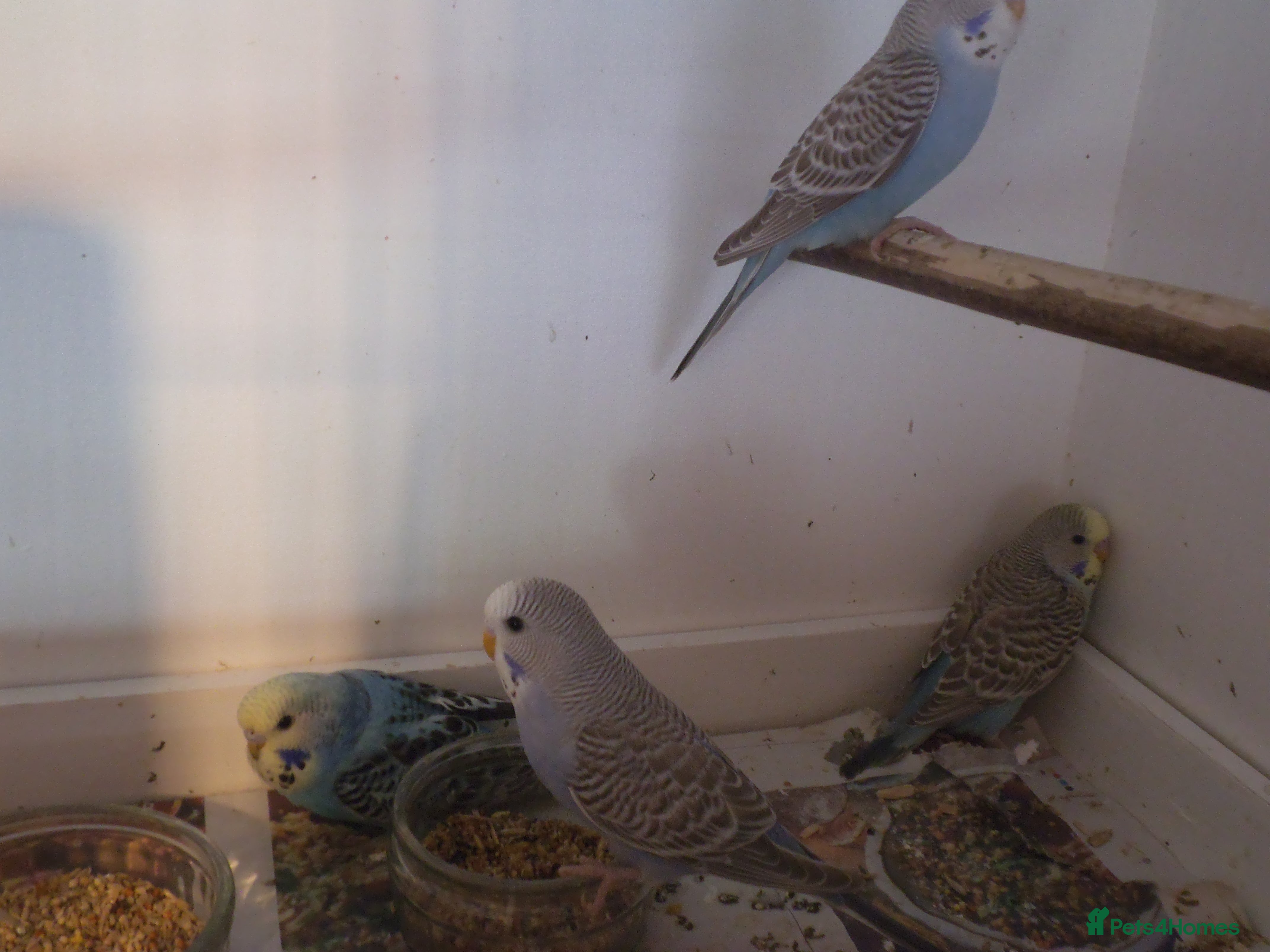 Budgerigars birds Baby Budgies - Advert 2