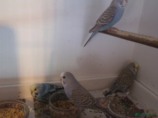 Budgerigars birds Baby Budgies - Advert 2