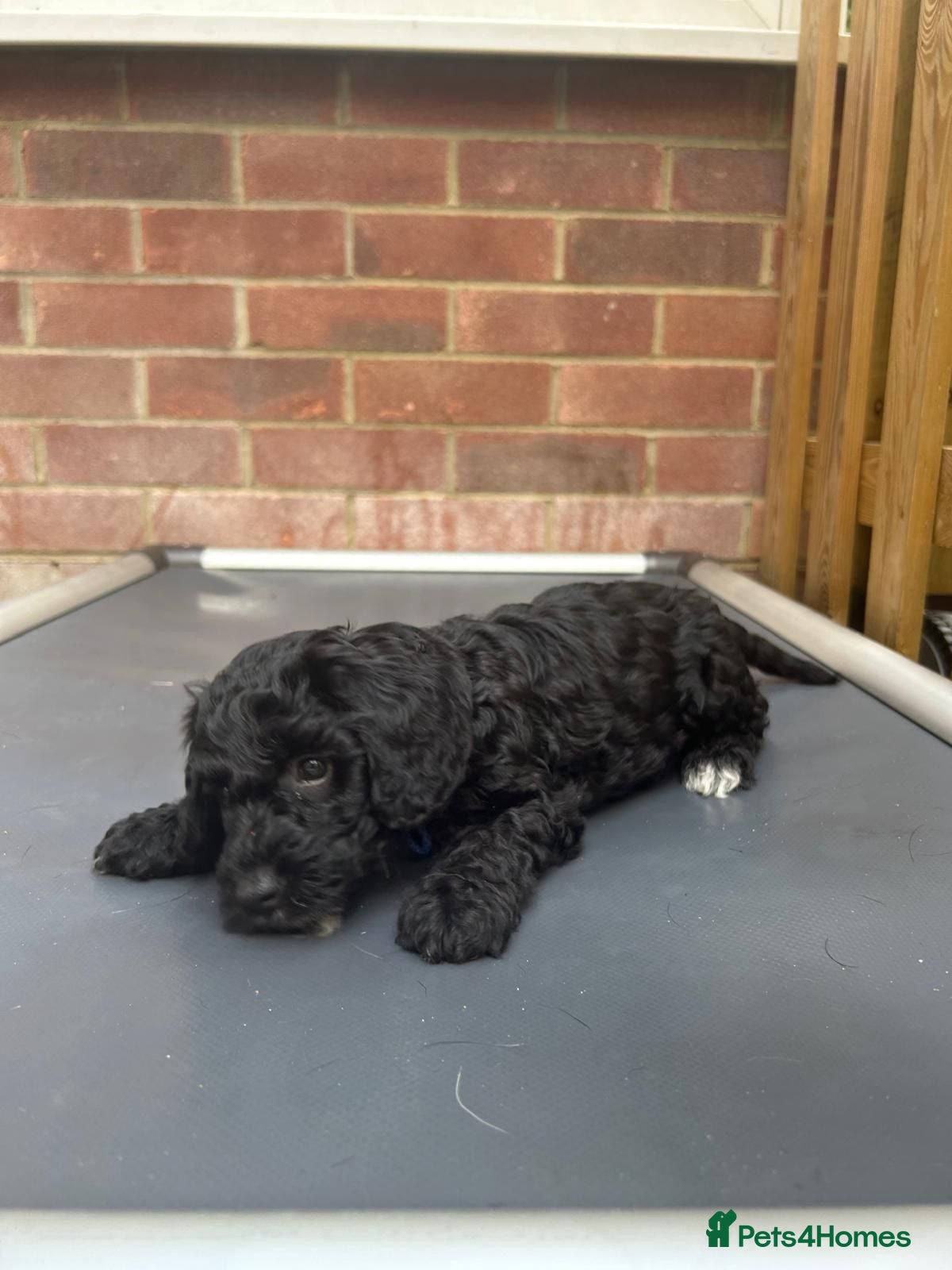 Cockapoo dogs for sale: F1 Cockapoo puppies (from health tested parents) - Advert 1