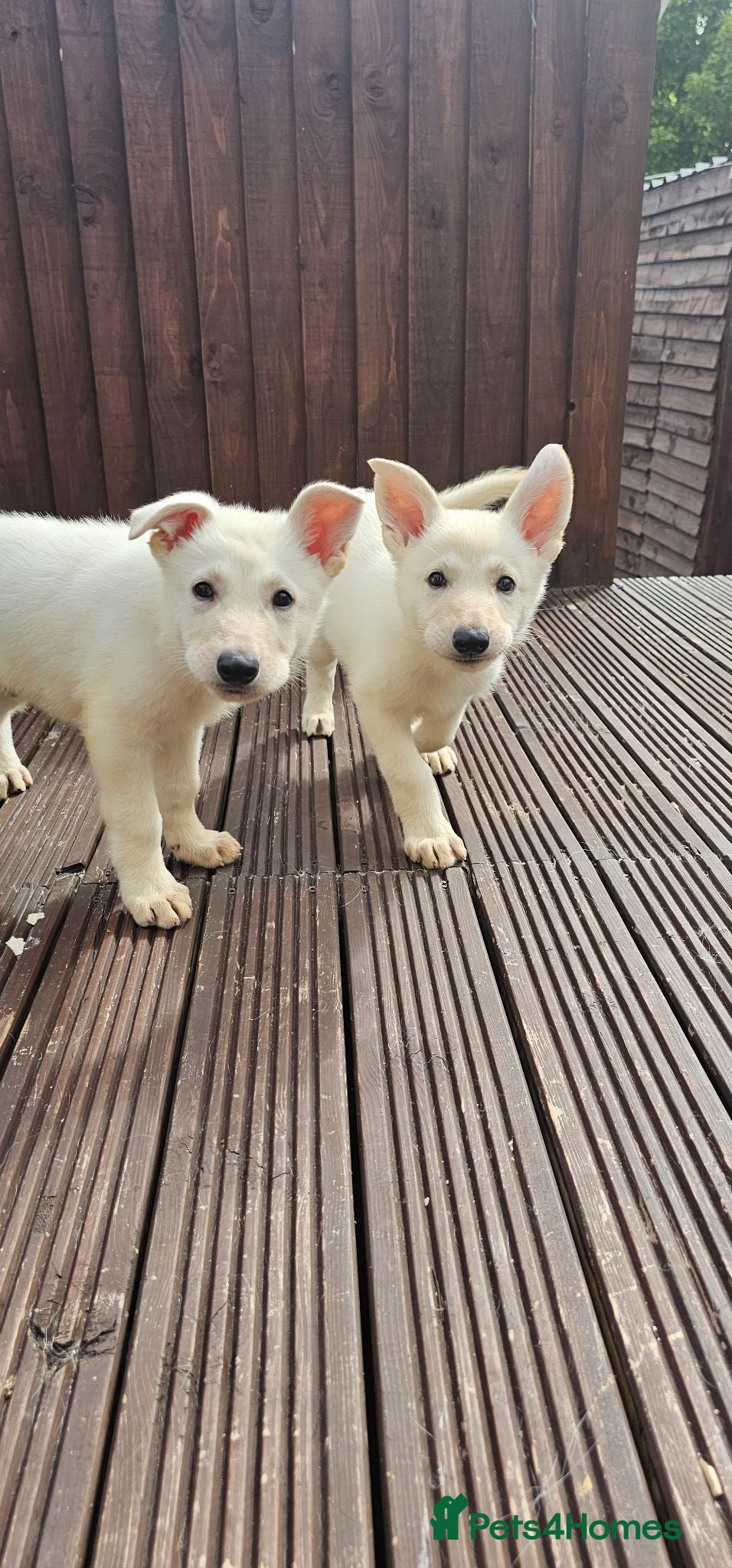 German Shepherd dogs 3 white german shepherd boys  - Advert 4