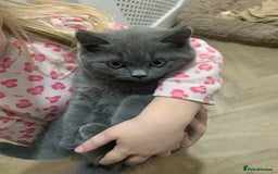 British Shorthair cats for sale: British shorthair boys  - Image 6