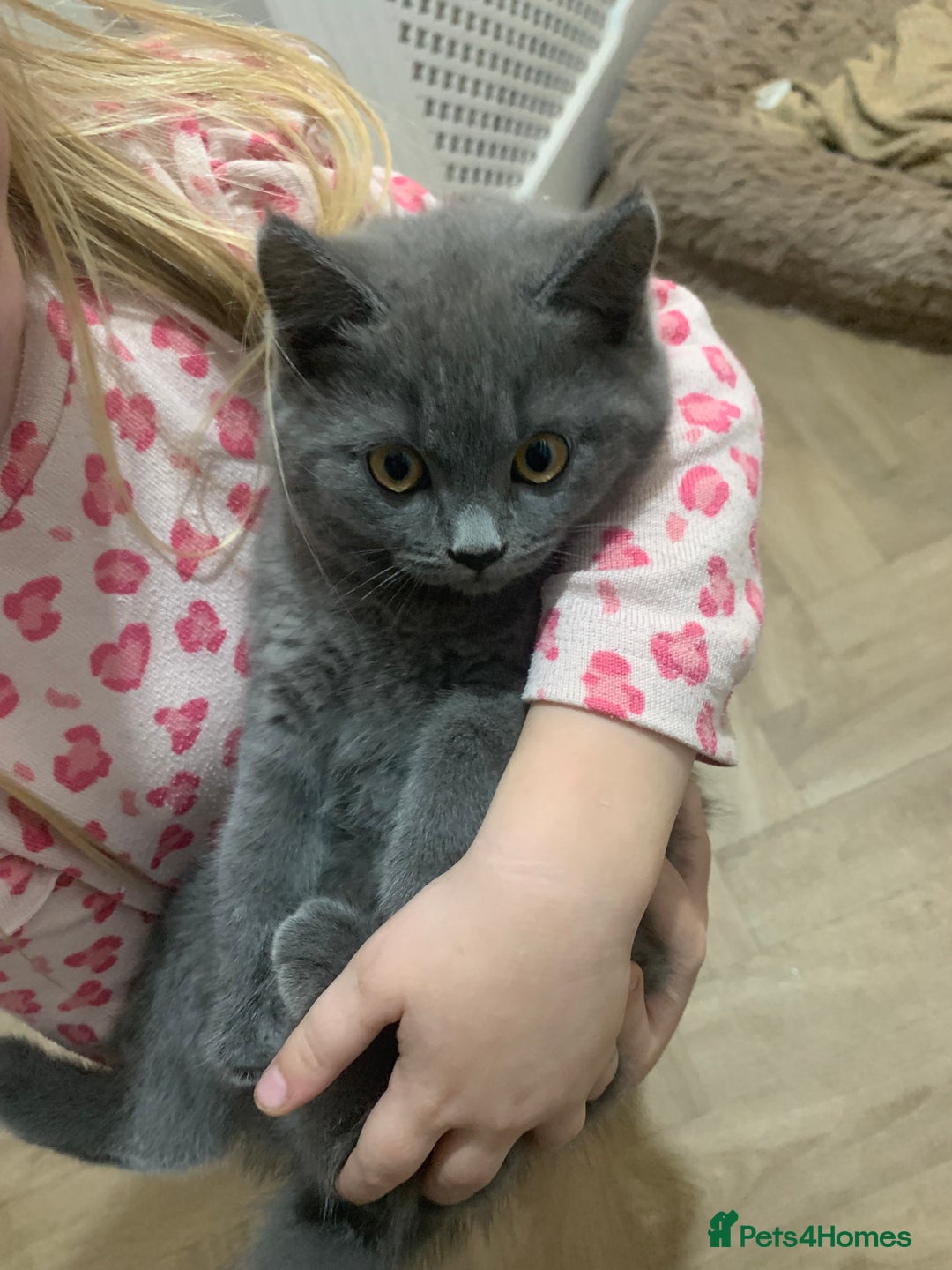 British Shorthair cats for sale: British shorthair boys  - Image 6