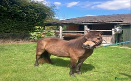 Shetland pony horses for sale: Registered miniature Shetland yearling filly  - Image 3