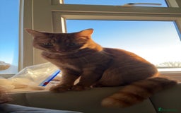 Domestic Shorthair cats for sale: Ginger cat - Advert 2